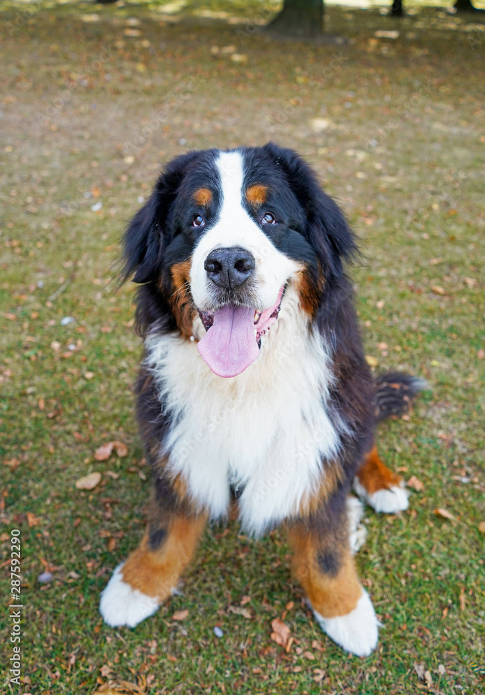 Happy Bernese Mountain Dog sitting in the park, looking up Happy Bernese Mountain Dog sitting in the park, looking up