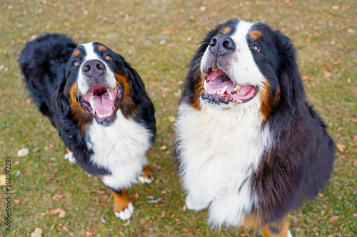 Two happy Bernese Mountain Dogs, at the park, looking at the camera.