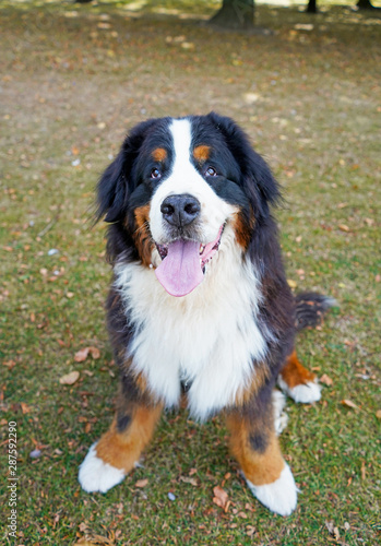 Happy Bernese Mountain Dog sitting in the park, looking up