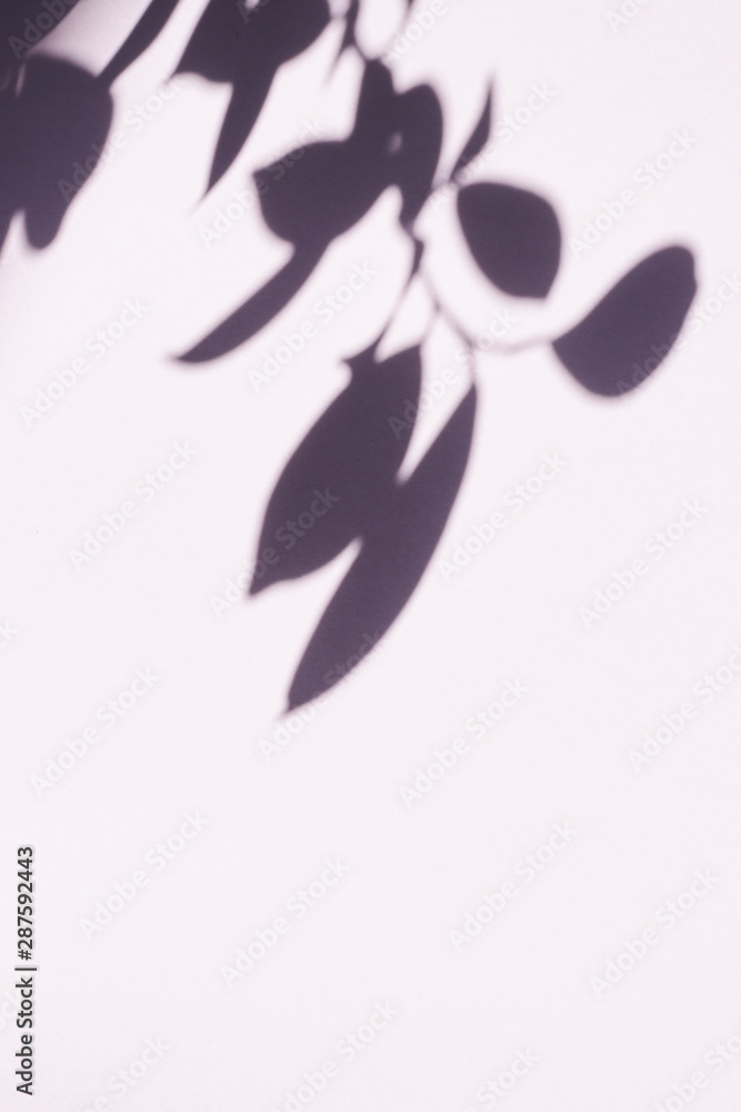Fototapeta premium Tree leaves shadow on wall background, Abstract Background Cement Wall Shadow Light Concept, shadow effects