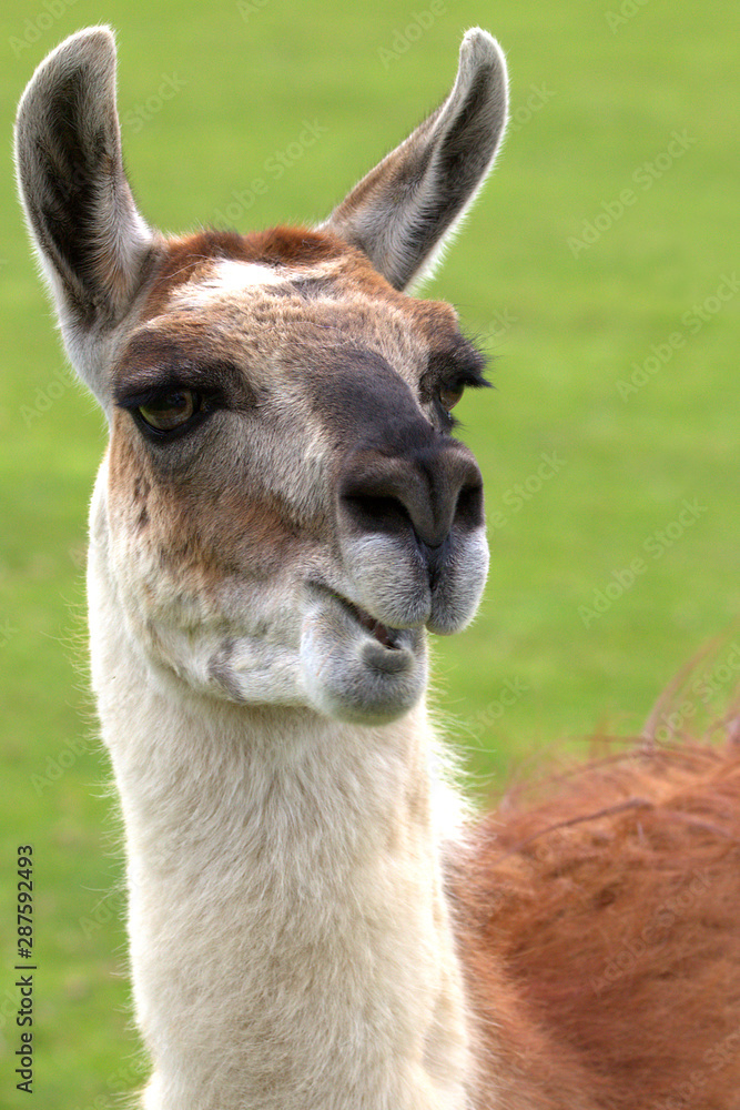 Obraz premium Llama head shot.