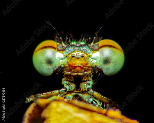 Extreme macro shot eye of Zygoptera dragonfly in wild. Close up detail of eye dragonfly is very small. Dragonfly on yellow leave. Selective focus.