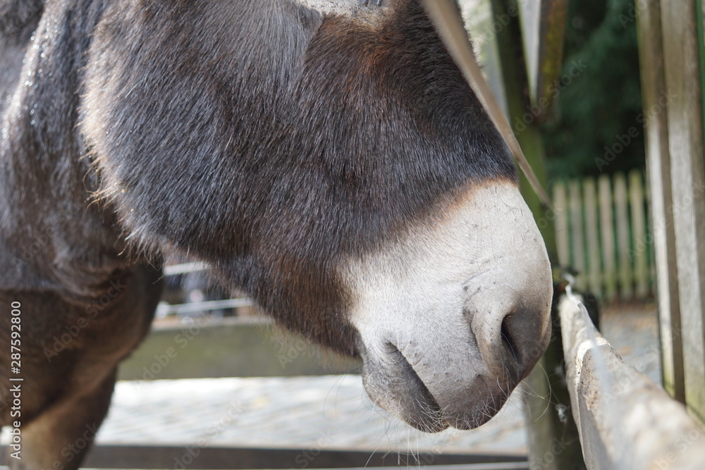 Fototapeta premium donkey
