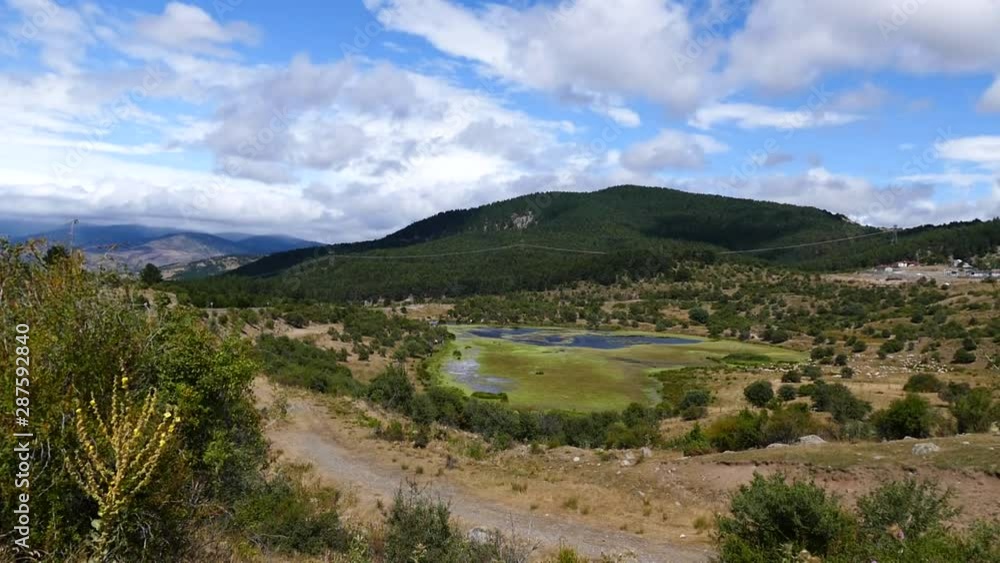 small lake and grazing cows in forested area, small lake and grazing cows in forested area,
