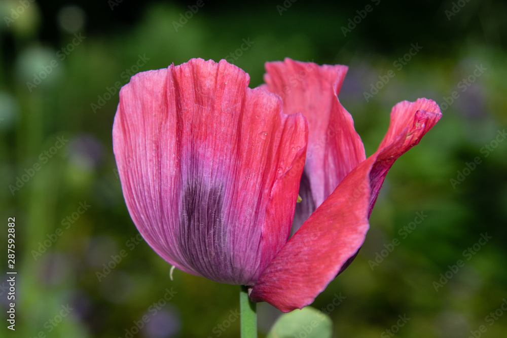 red poppy flower, single isolated