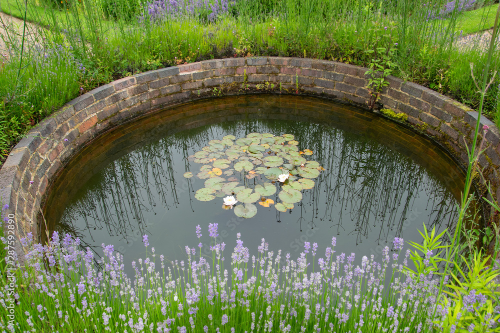 round pond with water lily flowers