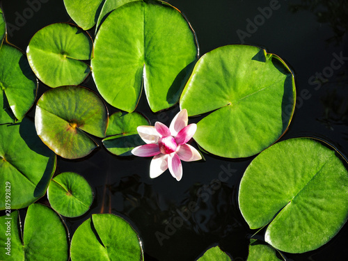 Tela Top view of water lily and green leaves