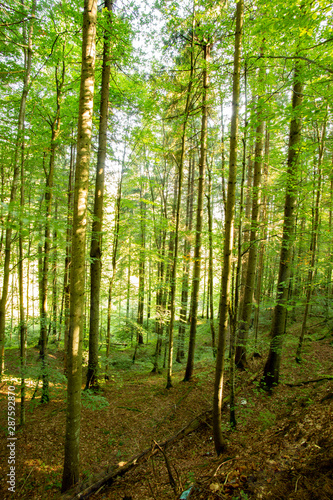 forest in spring