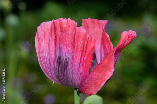 Obraz na płótnie red poppy flower, single isolated w salonie