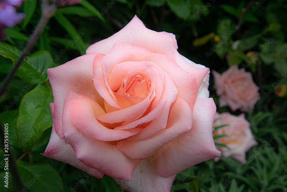 beautiful pink rose close up, single isolated