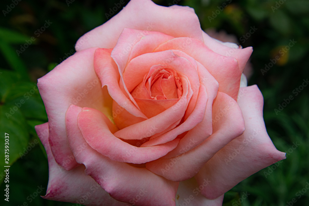 Beautiful pink rose close up, single rose flower, isolated