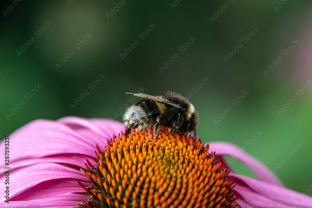 bumblebee on a beautiful pink flower, macro, close up,