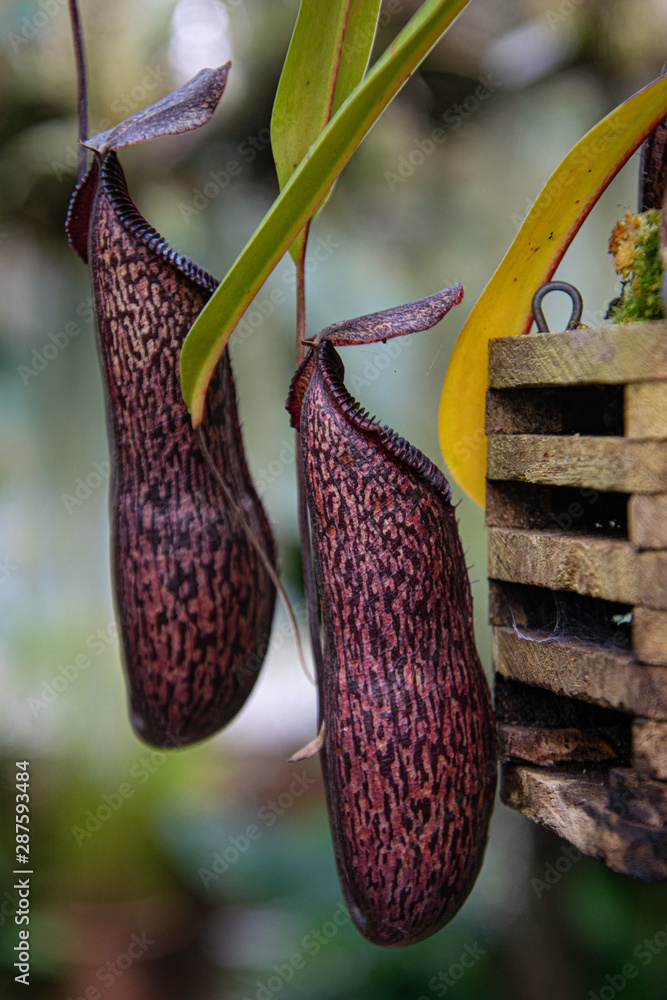 meat eater plant, Venus flytrap, exotic flowers and plants