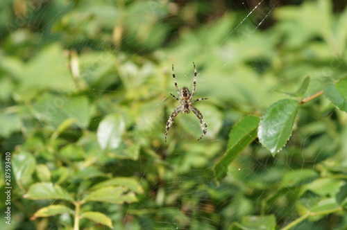 spider on web © Malia