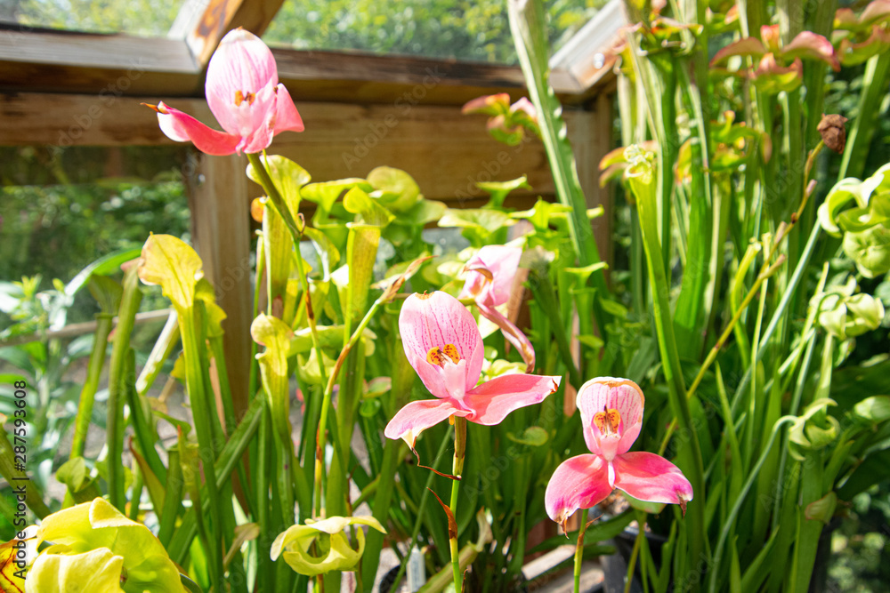 pogonia japonica, pink flowers, blossom