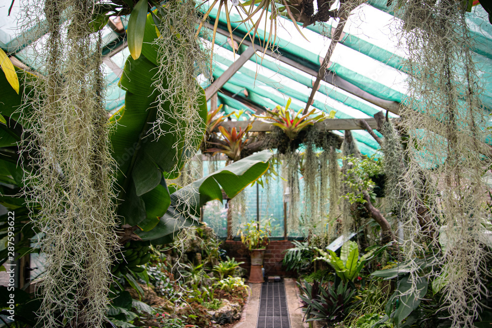 inside the glasshouse, unrecognizable, botanic, plants