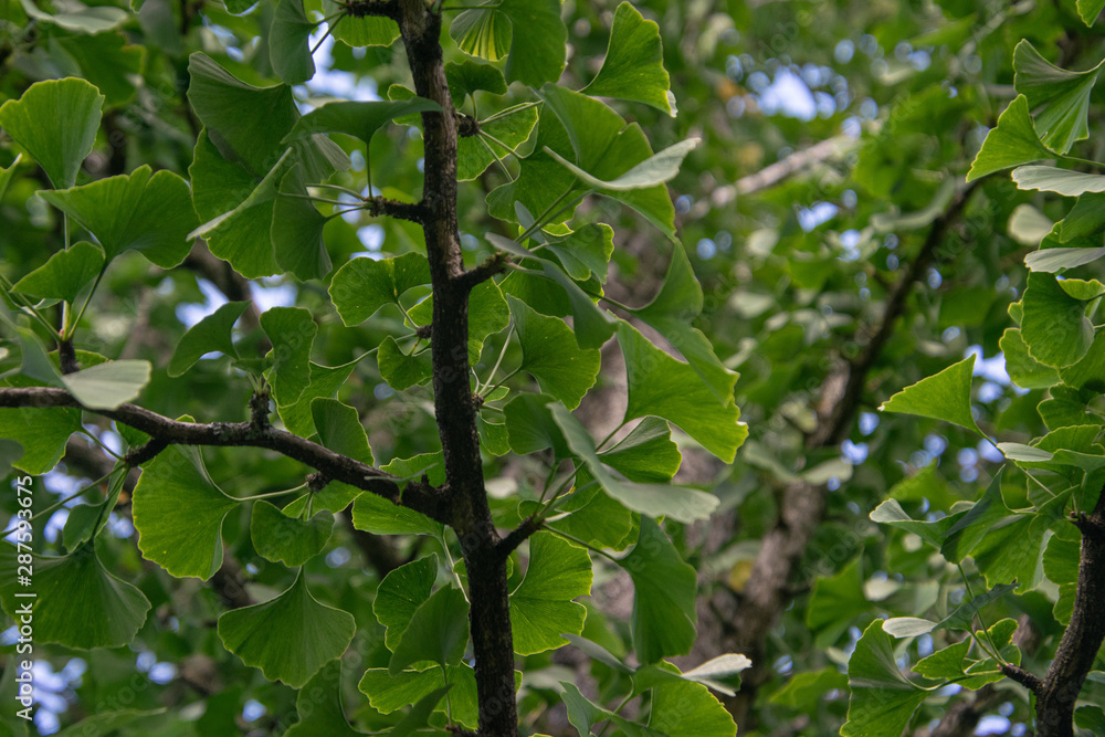 ginkgo Biloba tree, maiden hair tree, leaves