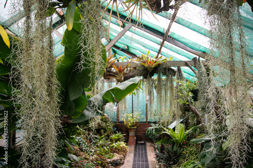 Obraz na płótnie inside the glasshouse, unrecognizable, botanic, plants w salonie