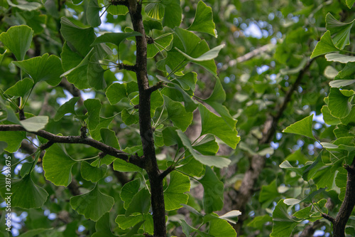 ginkgo Biloba tree, maiden hair tree, leaves