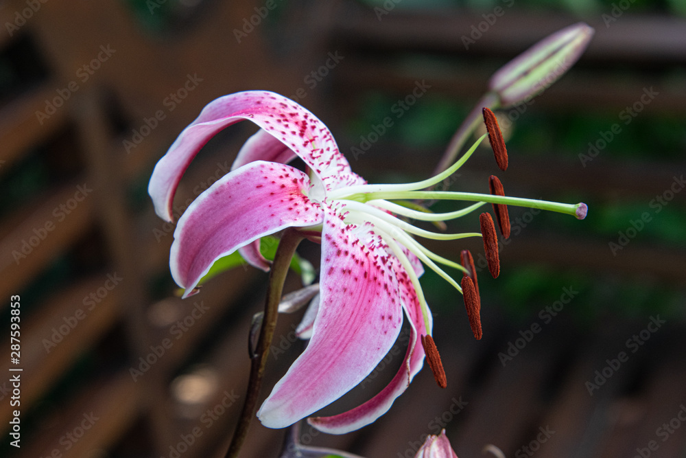 Single isolated lily flower, pink, facing the right hand side of the picture