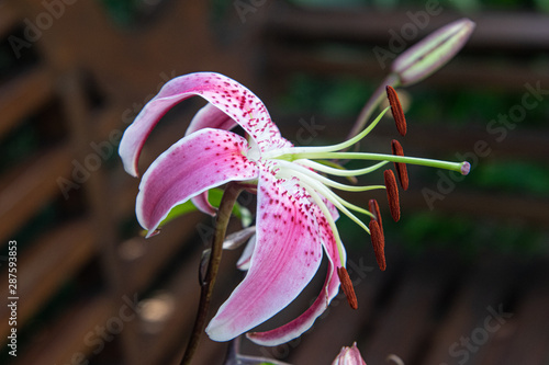 Obraz na płótnie Single isolated lily flower, pink, facing the right hand side of the picture w salonie