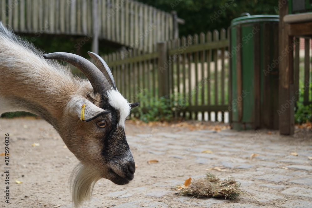 Fototapeta premium portrait of a goat,goat, animal, farm, mammal, nature, animals, domestic, livestock, fur, grass, white, rural, cute, agriculture, head, brown, horns, horn, young, baby, looking, hair, kid, horned,