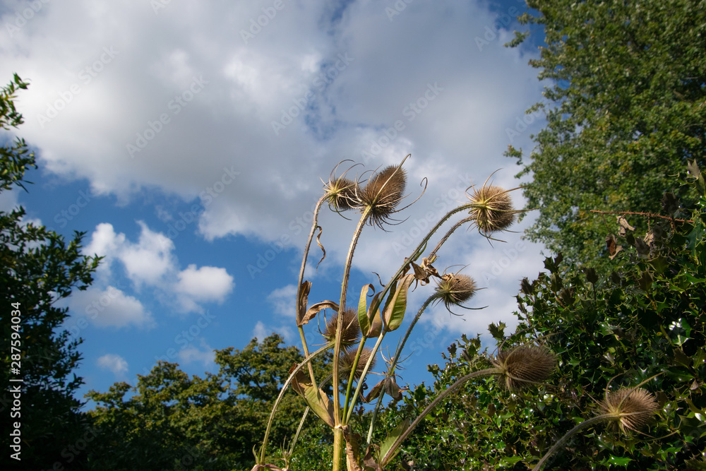 Burdock plant seeds, from the frog perspective, with dramatic blue cloudy sky