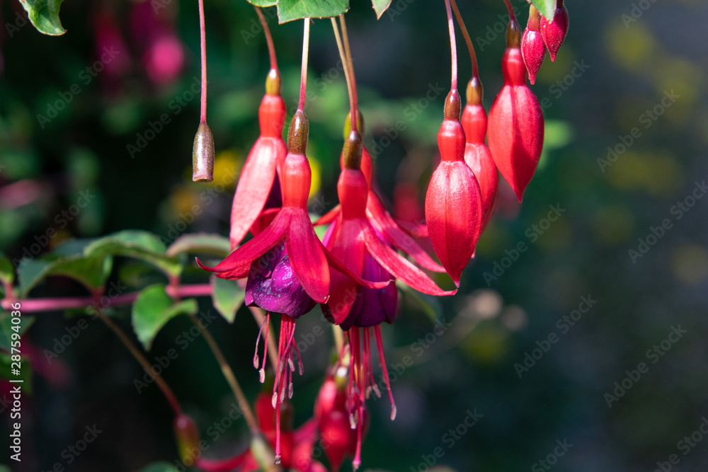 Beautiful fuchsia flower close up, taken on a sunny day