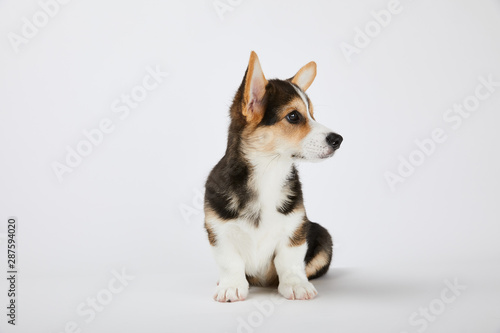 cute corgi puppy sitting and looking away on white background