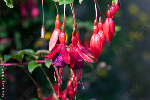 Obraz na płótnie Beautiful fuchsia flower close up, taken on a sunny day w salonie