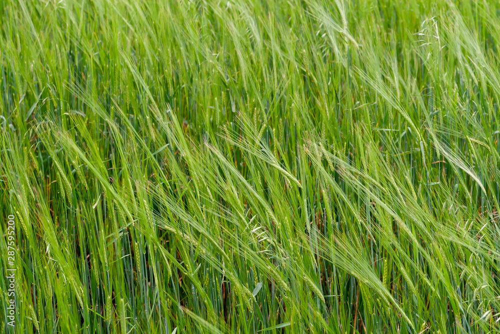 A fragment of a green rye field as an agricultural background A fragment of a green rye field as an agricultural background