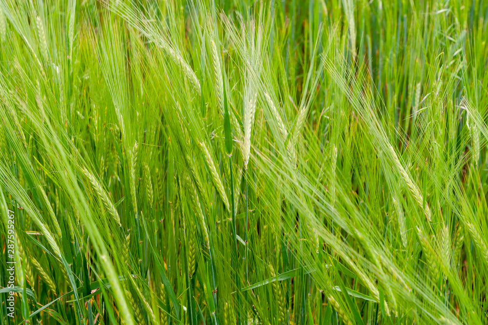 A fragment of a green rye field as an agricultural background A fragment of a green rye field as an agricultural background