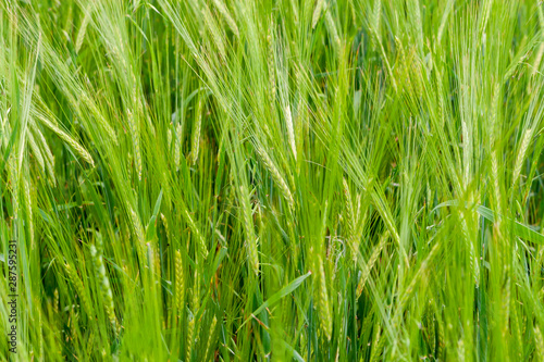 A fragment of a green rye field as an agricultural background