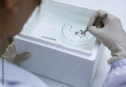 scientist with equipment and mosquito on glass in laboratory