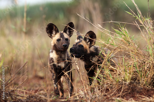 Canvastavla The African wild dog (Lycaon pictus), also known as African hunting or  African painted dog, painted hunting dog or painted wolf, portrait of the adult in tall green and yellow grass