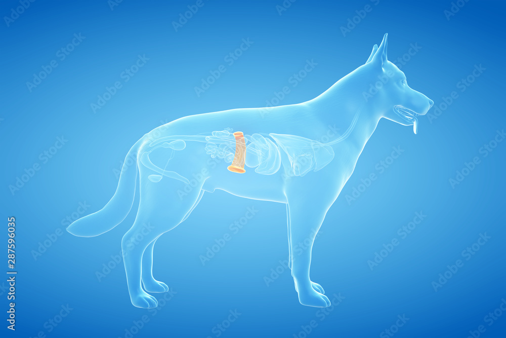Fototapeta premium 3d rendered anatomy illustration of the canine spleen