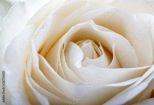 White rose as background