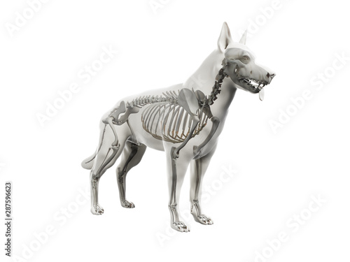 3d rendered anatomy illustration of the canine skeleton