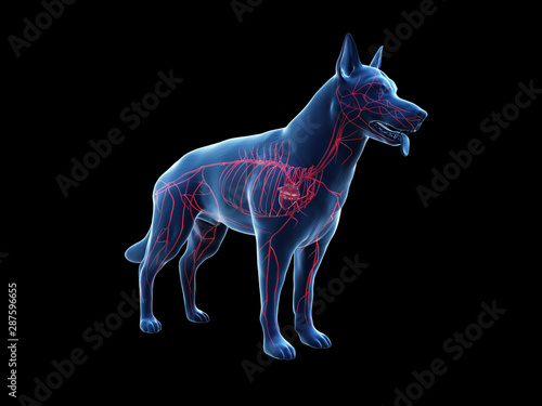 Obraz na plátne 3d rendered anatomy illustration of the canine arteries