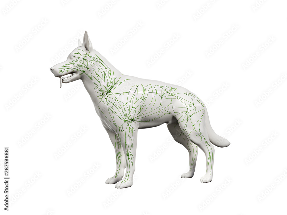 Fototapeta premium 3d rendered anatomy illustration of the canine lymphatic system