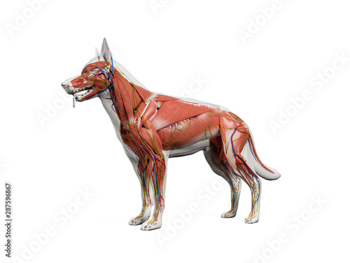 3d rendered anatomy illustration of the canine anatomy