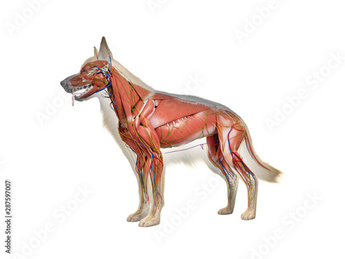 3d rendered anatomy illustration of the canine anatomy