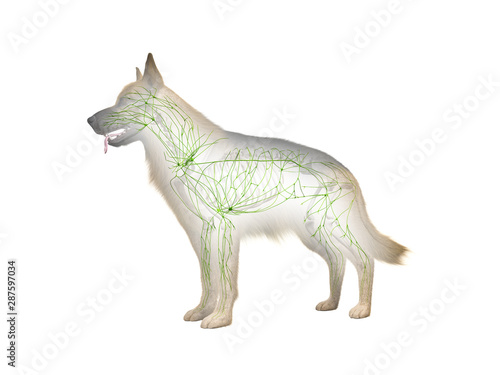 3d rendered anatomy illustration of the canine lymphatic system