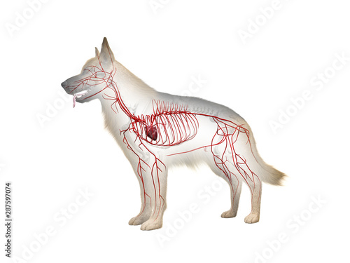 Obraz na plátně 3d rendered anatomy illustration of the canine arteries