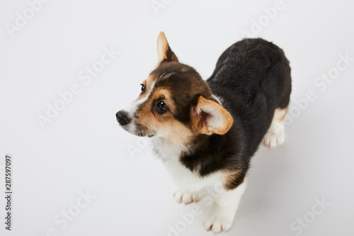 overhead view of cute welsh corgi puppy on white background