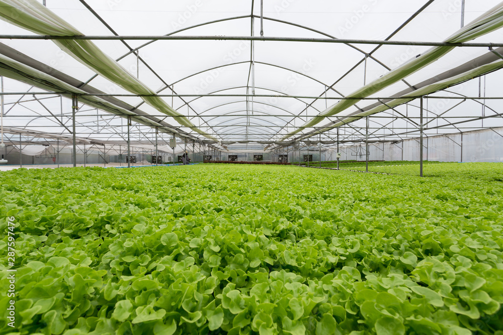 High quality hydroponic tecnology vegetable in the greenhouse farm. High quality hydroponic tecnology vegetable in the greenhouse farm.