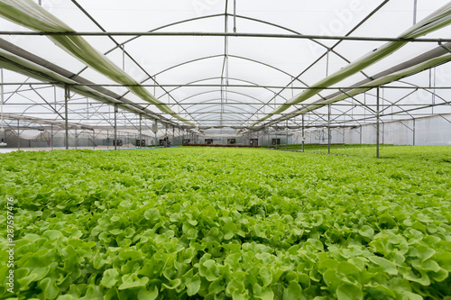 High quality hydroponic tecnology vegetable in the greenhouse farm.