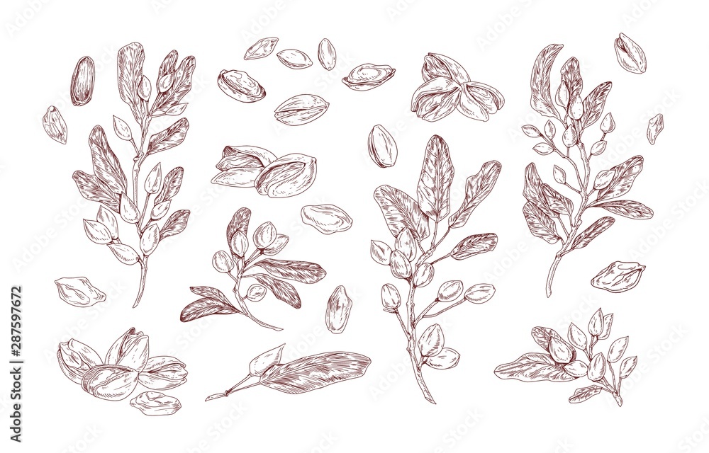 Pistachio plant hand drawn vector illustrations set. Growing tree