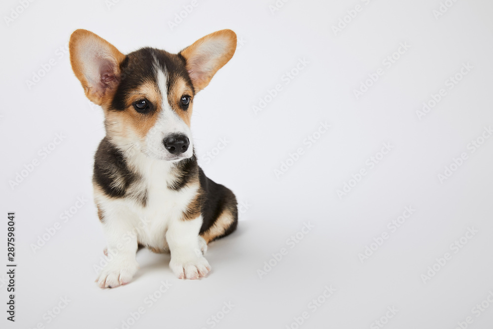 cute fluffy welsh corgi puppy looking away on white cute fluffy welsh corgi puppy looking away on white