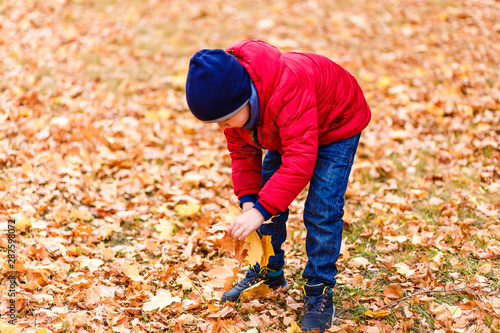 boy collects yellow maple leaves